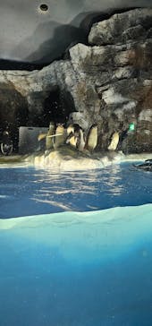 名古屋港水族館に投稿された画像（2024/8/13）