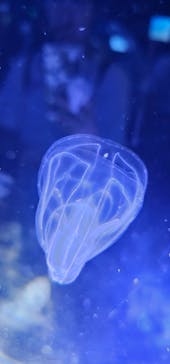 名古屋港水族館に投稿された画像（2024/8/13）