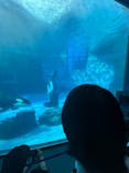 名古屋港水族館に投稿された画像（2024/8/13）
