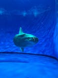 アクアワールド茨城県大洗水族館に投稿された画像（2024/8/13）