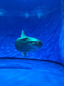 アクアワールド茨城県大洗水族館に投稿された画像（2024/8/13）