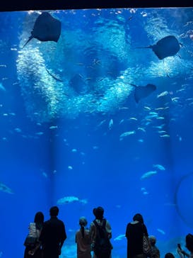 アクアワールド茨城県大洗水族館に投稿された画像（2024/8/13）