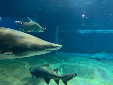 アクアワールド茨城県大洗水族館に投稿された画像（2024/8/13）