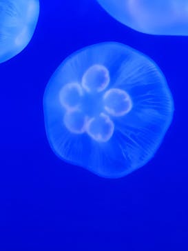 新江ノ島水族館に投稿された画像（2024/8/13）