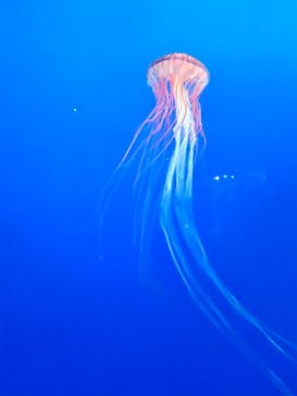 新江ノ島水族館に投稿された画像（2024/8/13）