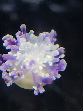 新江ノ島水族館に投稿された画像（2024/8/13）