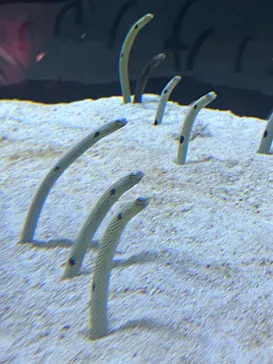 すみだ水族館に投稿された画像（2024/8/13）