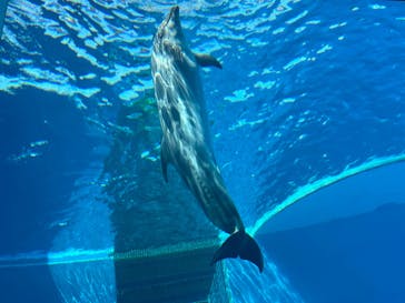 上越市立水族博物館 うみがたりに投稿された画像（2024/8/13）