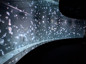 サンシャイン水族館に投稿された画像（2024/8/13）