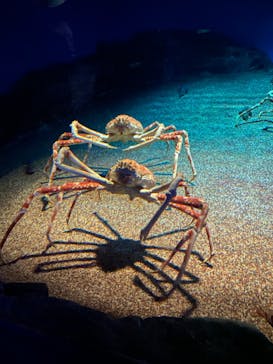 アクアワールド茨城県大洗水族館に投稿された画像（2024/8/13）