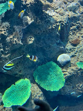 アクアワールド茨城県大洗水族館に投稿された画像（2024/8/13）