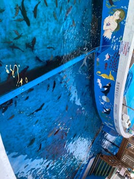 越前松島水族館に投稿された画像（2024/8/13）