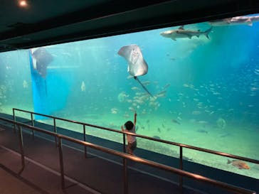 越前松島水族館に投稿された画像（2024/8/13）