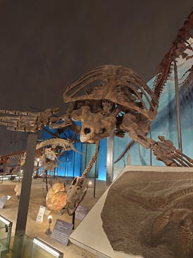 福井県立恐竜博物館に投稿された画像（2024/8/13）