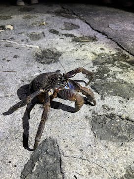 宮古島 ADVENTURE PiPi（ミヤコジマ アドベンチャー ピピ）に投稿された画像（2024/8/13）