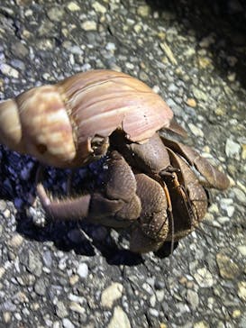 宮古島 ADVENTURE PiPi（ミヤコジマ アドベンチャー ピピ）に投稿された画像（2024/8/13）