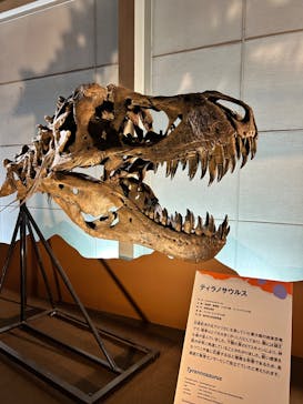 巨大恐竜展2024に投稿された画像（2024/8/13）