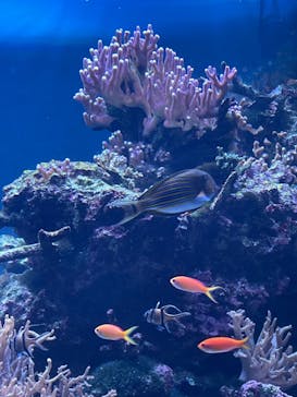 サンシャイン水族館に投稿された画像（2024/8/13）