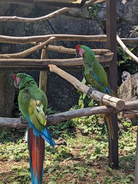 伊豆シャボテン動物公園に投稿された画像（2024/8/13）
