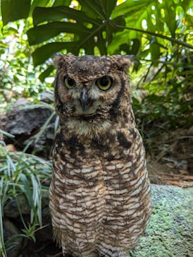伊豆シャボテン動物公園に投稿された画像（2024/8/13）