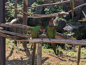 伊豆シャボテン動物公園に投稿された画像（2024/8/13）