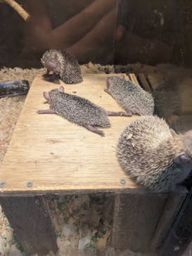 伊豆シャボテン動物公園に投稿された画像（2024/8/13）