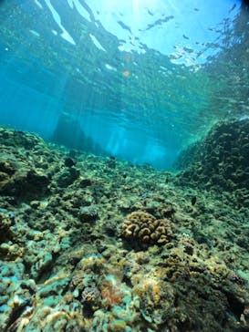 武藤潜水に投稿された画像（2024/8/13）