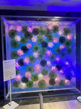 モネ＆フレンズ・アライブに投稿された画像（2024/8/13）