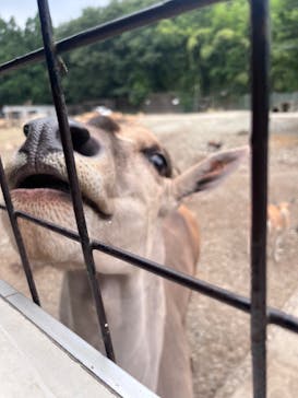 那須サファリパークに投稿された画像（2024/8/13）