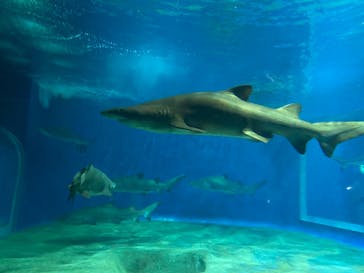 アクアワールド茨城県大洗水族館に投稿された画像（2024/8/13）