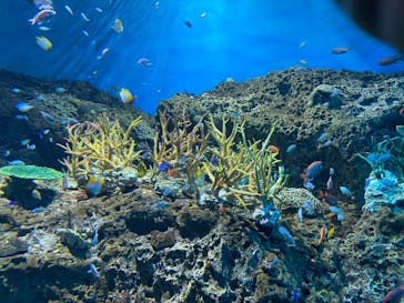アクアワールド茨城県大洗水族館に投稿された画像（2024/8/13）