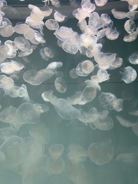 アクアワールド茨城県大洗水族館に投稿された画像（2024/8/13）