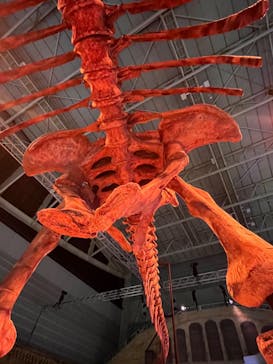 巨大恐竜展2024に投稿された画像（2024/8/13）