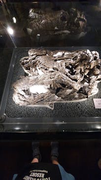 福井県立恐竜博物館に投稿された画像（2024/8/13）