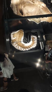 福井県立恐竜博物館に投稿された画像（2024/8/13）