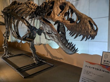 巨大恐竜展2024に投稿された画像（2024/8/13）