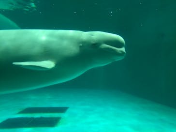 鴨川シーワールドに投稿された画像（2024/8/13）