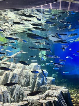 サケのふるさと 千歳水族館に投稿された画像（2024/8/13）