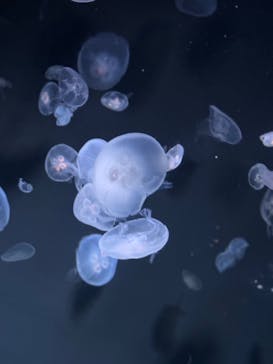 サンシャイン水族館に投稿された画像（2024/8/13）