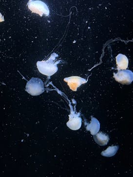 サンシャイン水族館に投稿された画像（2024/8/13）