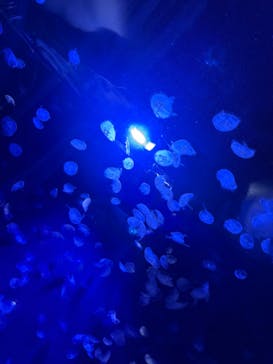 サンシャイン水族館に投稿された画像（2024/8/13）