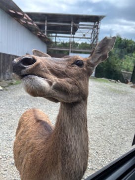 那須サファリパークに投稿された画像（2024/8/13）