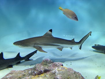 アクアワールド茨城県大洗水族館に投稿された画像（2024/8/13）