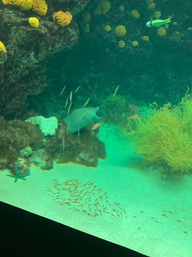 環境水族館アクアマリンふくしまに投稿された画像（2024/8/13）