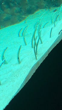 環境水族館アクアマリンふくしまに投稿された画像（2024/8/13）