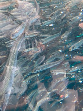 環境水族館アクアマリンふくしまに投稿された画像（2024/8/13）