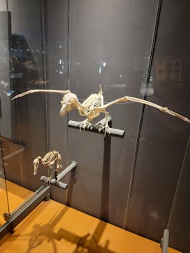 福井県立恐竜博物館に投稿された画像（2024/8/13）