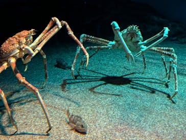 アクアワールド茨城県大洗水族館に投稿された画像（2024/8/13）
