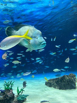 サンシャイン水族館に投稿された画像（2024/8/13）