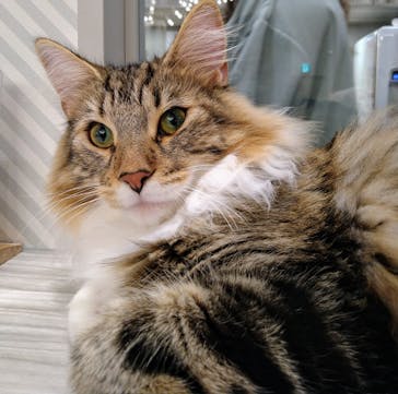 猫カフェモカ　イオンモール高崎店に投稿された画像（2024/8/13）